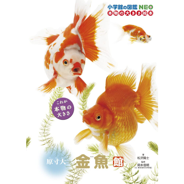 ◇小学館の図鑑ＮＥＯ　原寸大金魚館